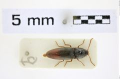 Foto (Dorsalansicht) von Glyphonyx dimidiatus (NHMW-ZOO-COL-0008481)